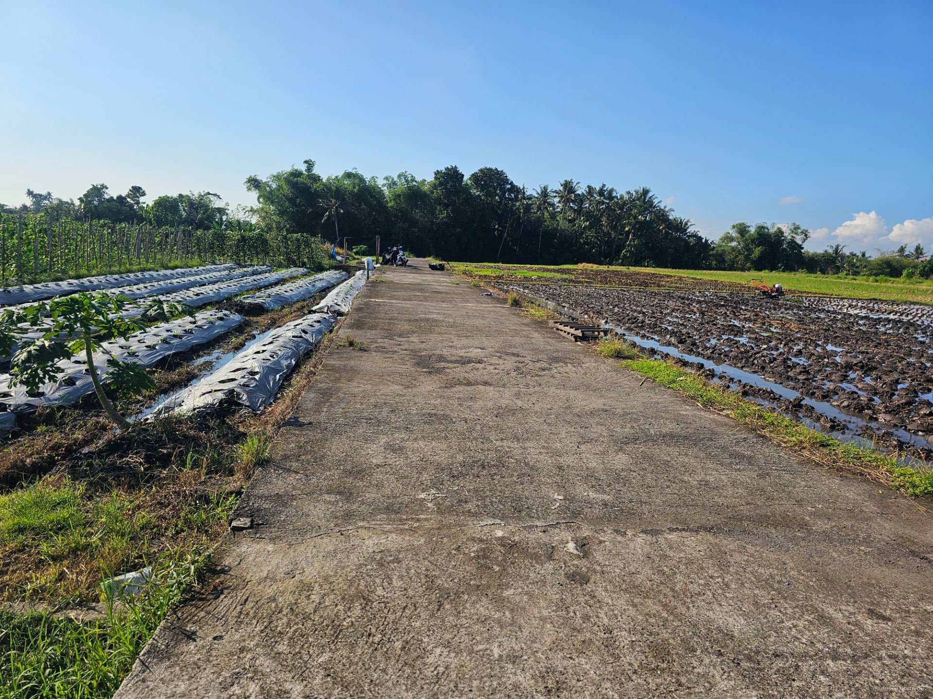 tanah kedungu tb