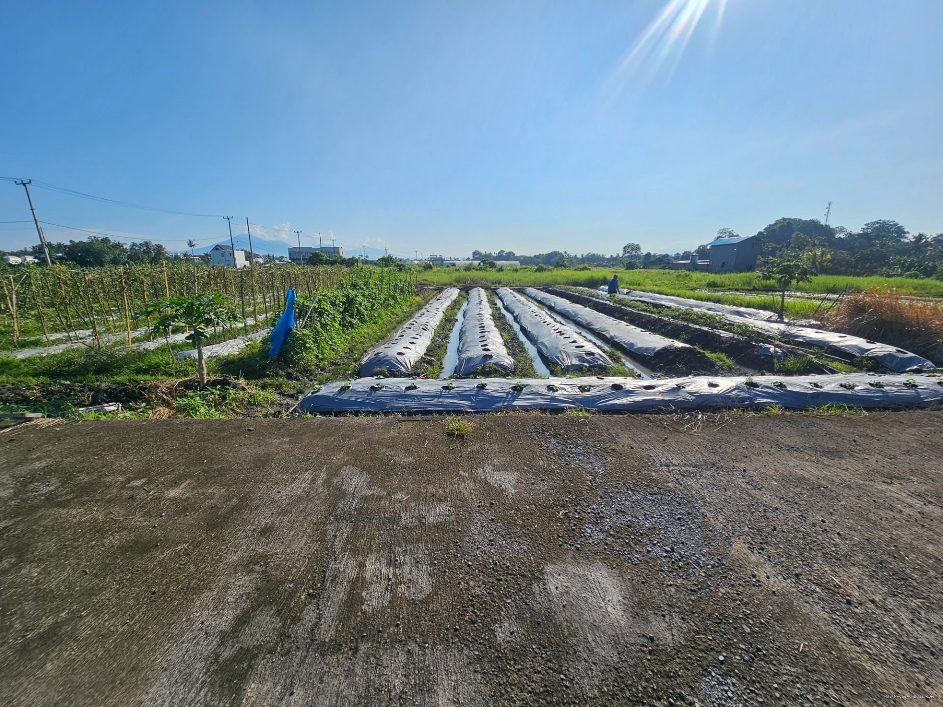 tanah kedungu tb