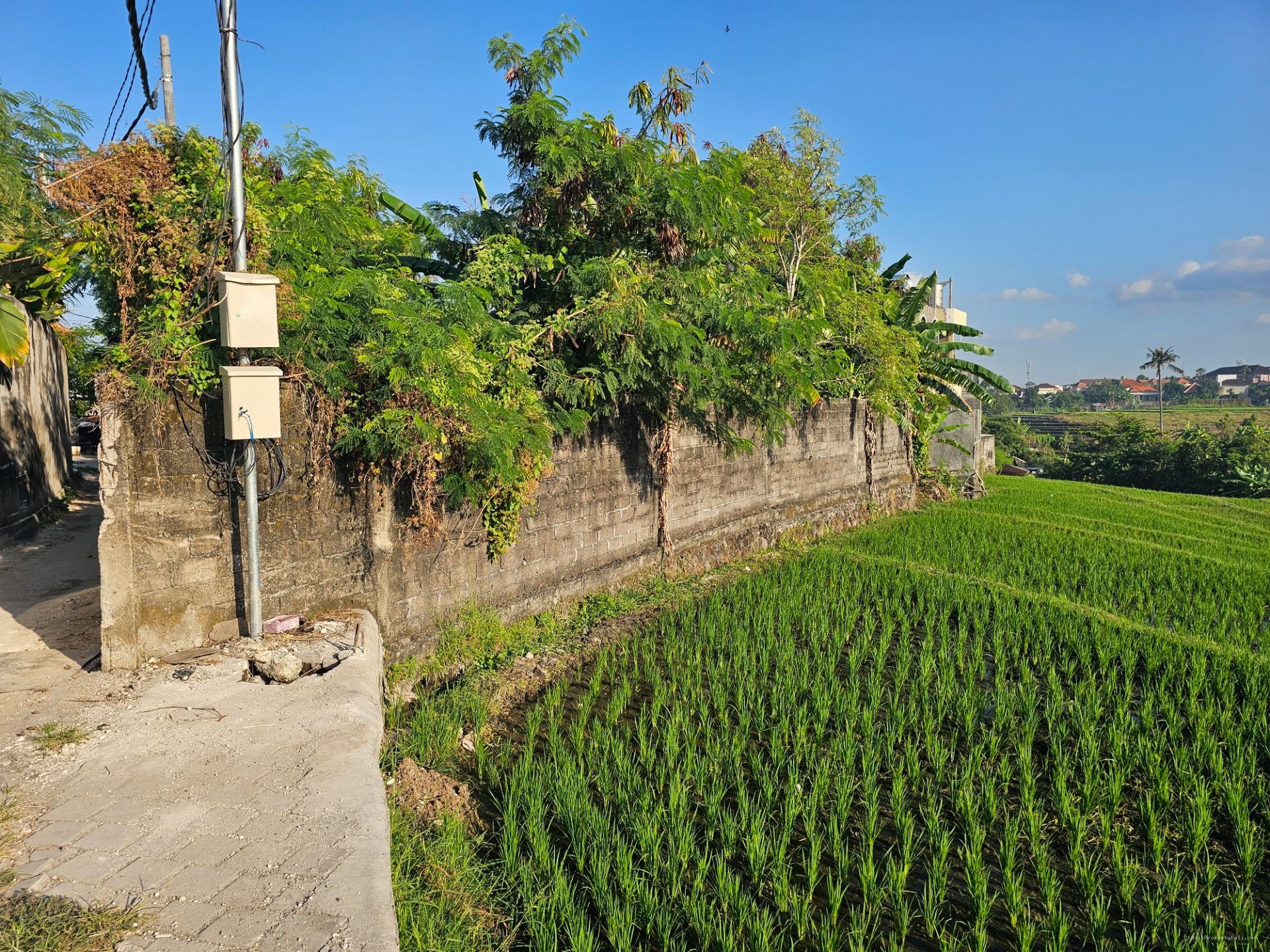 tanah padonan dlg